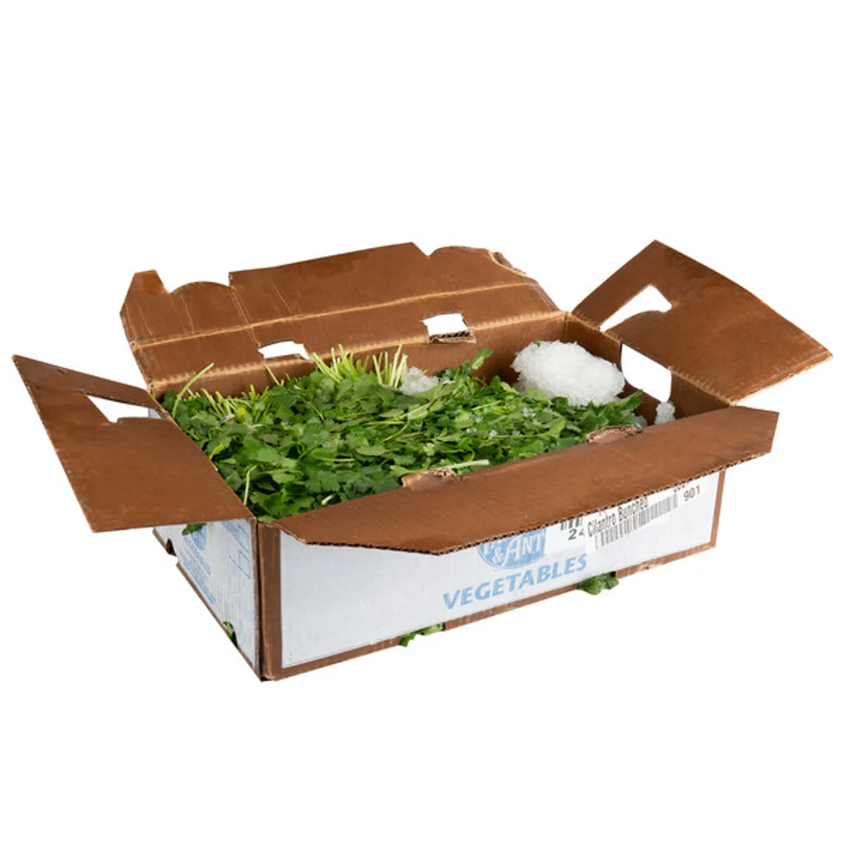 Bunched Cilantro Case
